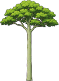 A samaúma
